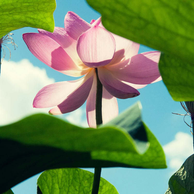 The ultimate Guide to Blue Lotus