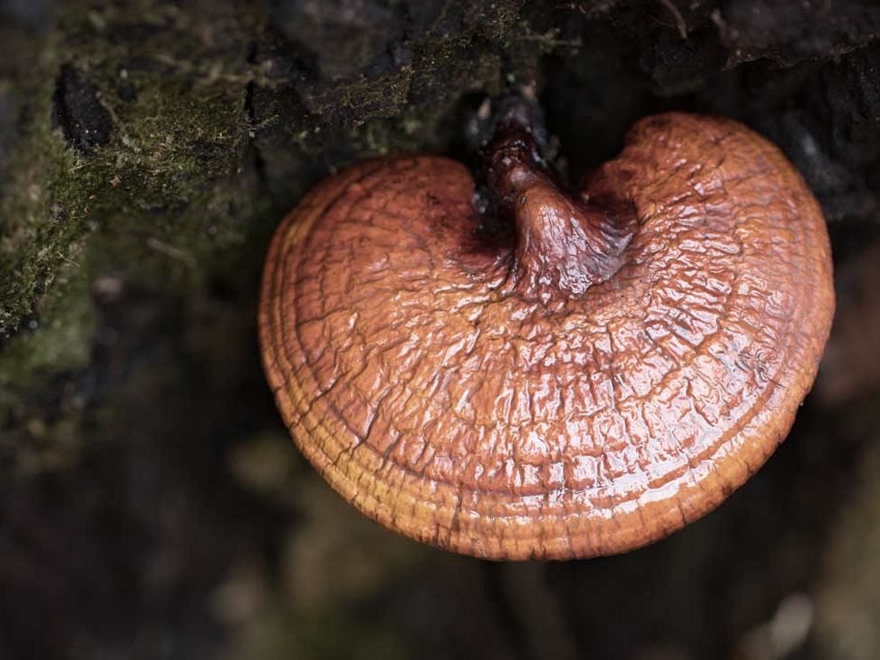Functional Mushrooms